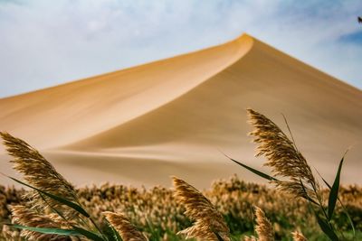 Scenic view of desert against sky