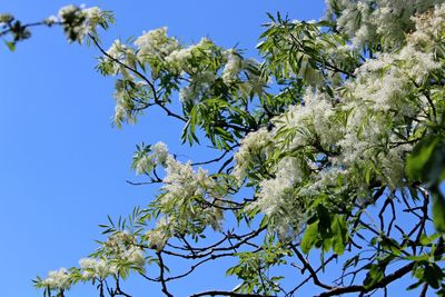 Low angle view of flowering tree against blue sky