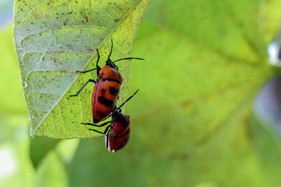 Close-up of insect on leaf