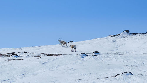 View of birds on snow covered mountain against clear blue sky