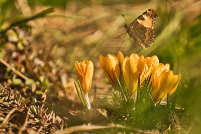 Close-up of butterfly on field