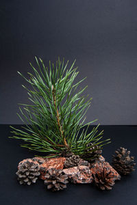 Pine cones on plant against wall