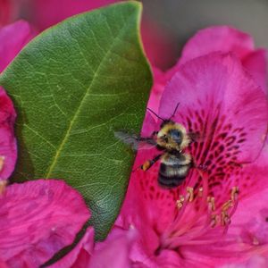 Close-up of bee on purple flower