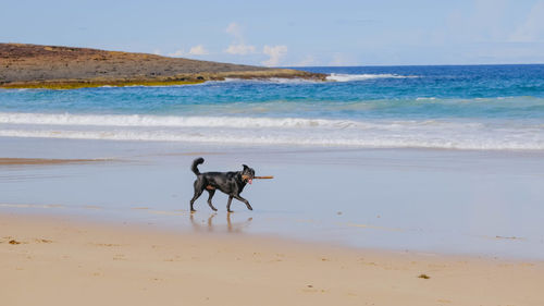 Dog on beach