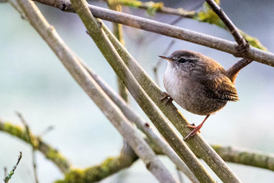 Close-up of bird perching on tree