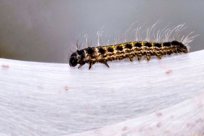 Close-up of insect