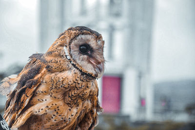 Close-up portrait of owl