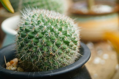 Close-up of cactus growing in pot