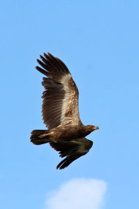 Low angle view of eagle flying against clear sky