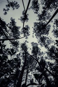 Low angle view of trees against sky