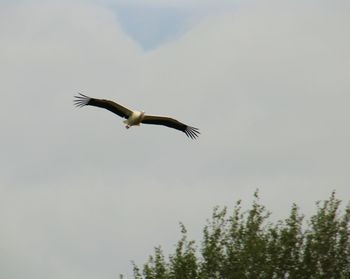 Low angle view of seagull flying in sky