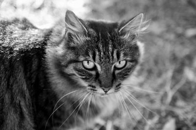 Close-up portrait of cat