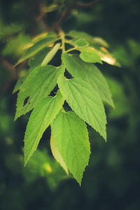 Close-up of green leaves