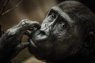 Close-up of elephant looking away