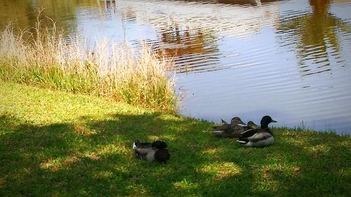 High angle view of ducks swimming in lake