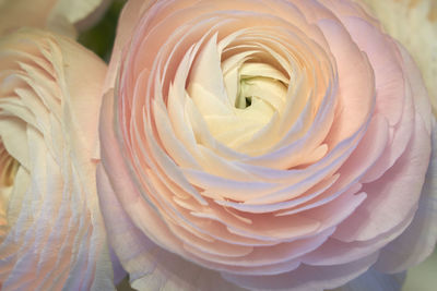 Close-up of white rose