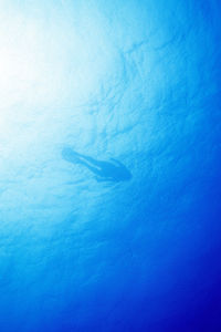 Jellyfish swimming in blue water