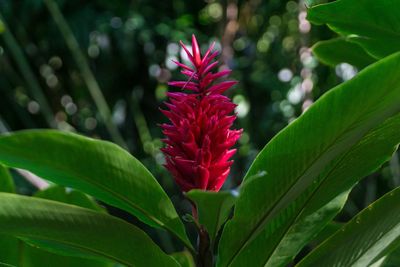 Close-up of pink flowering plant