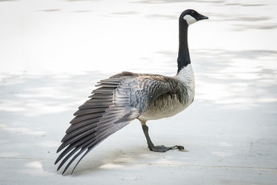 Bird in a lake