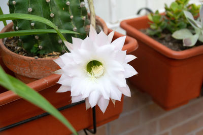 Close-up of white flower pot