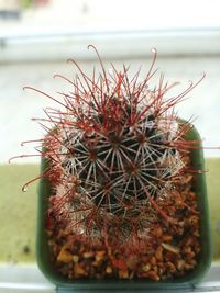 Close-up of cactus