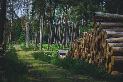 View of wooden logs in forest