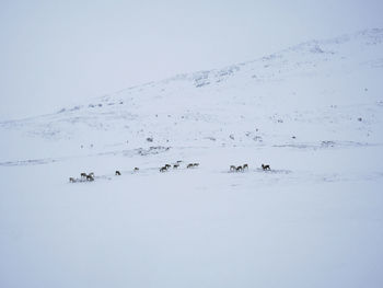 Flock of birds on snow against sky