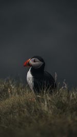 Close-up of bird perching on field