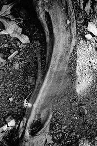 Close-up of tree trunk on field