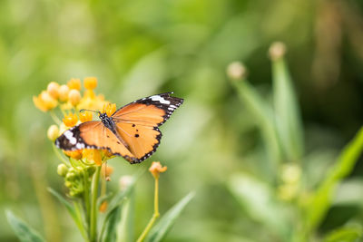 Orange monarch butterfly eating on yellow flower carpel in spring garden