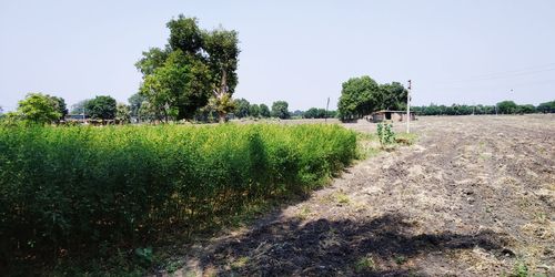 Scenic view of agricultural field against clear sky