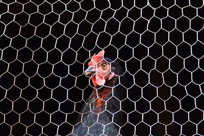 Portrait of monkey in cage