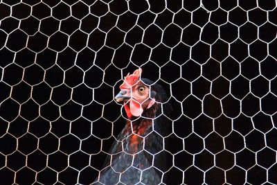 Close-up of hen in cage