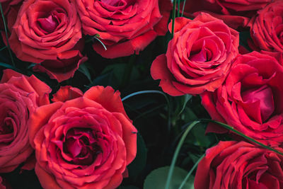 High angle view of rose bouquet