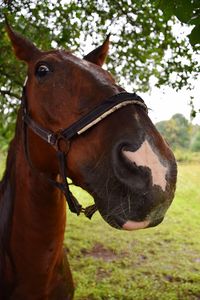 Close-up of horse on field