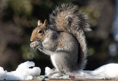 Close-up of squirrel