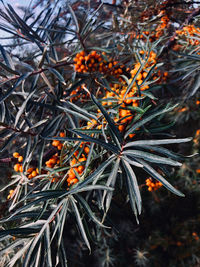 Close-up of orange tree