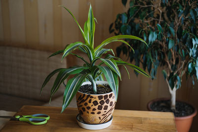 Spring indoor plant care. waking up indoor plants for spring. female hands spray and washes the 