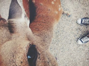 Close-up of a dog