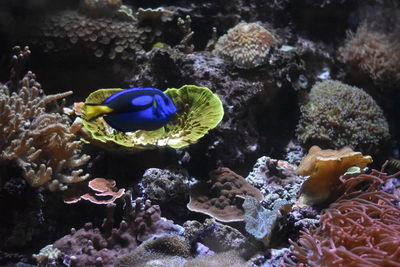 Close-up of fish swimming in sea