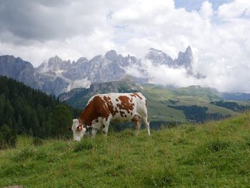 Cow grazing on field against mountains