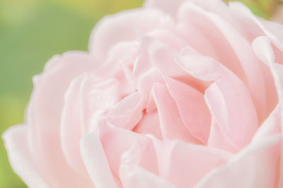 Close-up of white rose