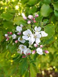 Close-up of white flowers