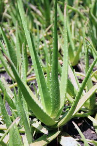 Close-up of succulent plant in field