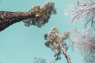 Low angle view of cherry tree against blue sky