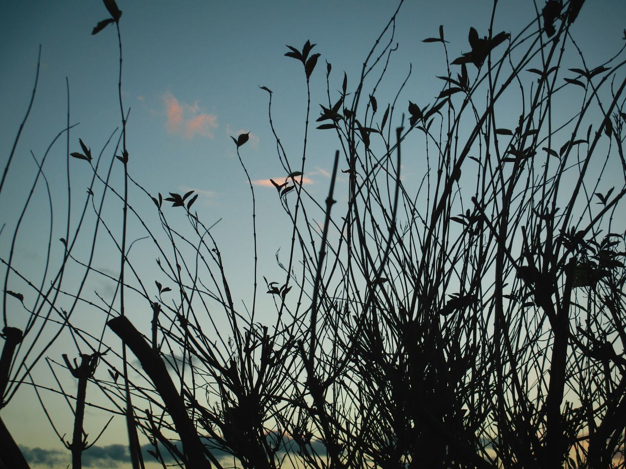 LOW ANGLE VIEW OF SILHOUETTE BIRDS FLYING OVER PLANTS