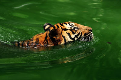 Side view of tiger in green water