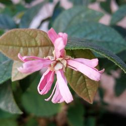 Close-up of pink flowers