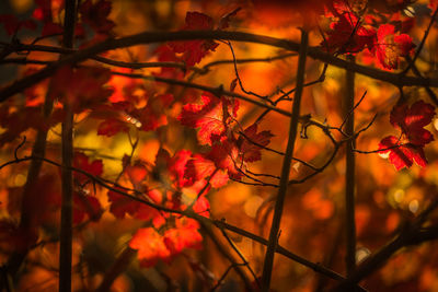 Close-up of red flowering plants during autumn