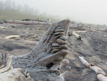 View of driftwood on land